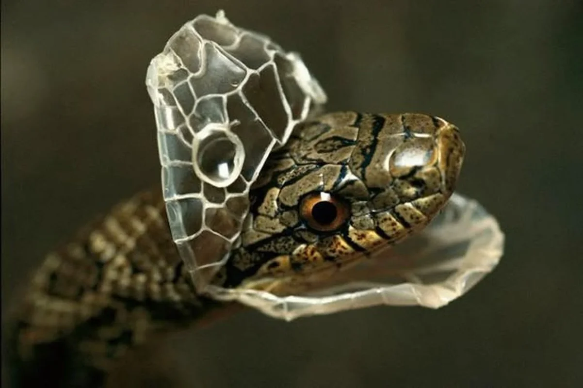The Secret Science Behind Snake Shedding and Reptilian Metamorphosis