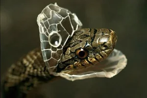The Secret Science Behind Snake Shedding and Reptilian Metamorphosis - image 0