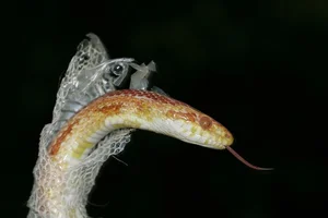 The Secret Science Behind Snake Shedding and Reptilian Metamorphosis - image 2
