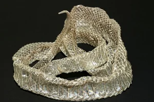 The Secret Science Behind Snake Shedding and Reptilian Metamorphosis - image 4