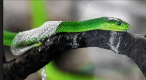 The Secret Science Behind Snake Shedding and Reptilian Metamorphosis - image 8