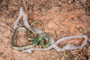 The Secret Science Behind Snake Shedding and Reptilian Metamorphosis - image 9