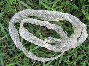 The Secret Science Behind Snake Shedding and Reptilian Metamorphosis - image 3