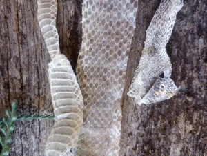The Secret Science Behind Snake Shedding and Reptilian Metamorphosis - image 5