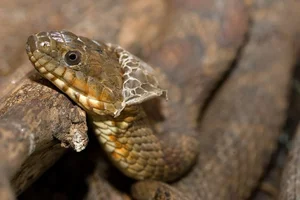 The Secret Science Behind Snake Shedding and Reptilian Metamorphosis - image 6