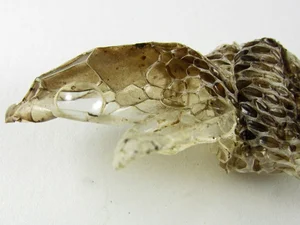 The Secret Science Behind Snake Shedding and Reptilian Metamorphosis - image 1