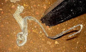 The Secret Science Behind Snake Shedding and Reptilian Metamorphosis - image 7