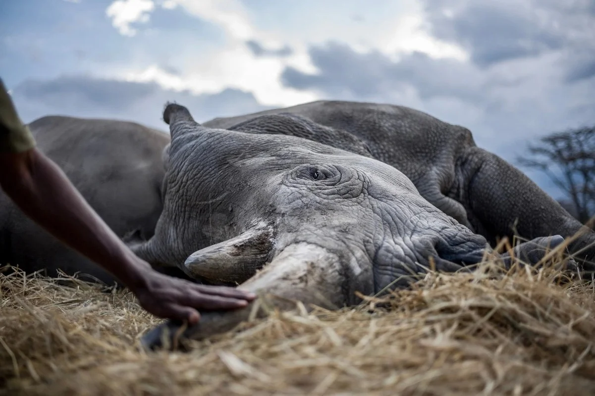 Rarer Than Diamonds: The World's Most Endangered Animal Species