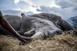 Rarer Than Diamonds: The World's Most Endangered Animal Species - image 0