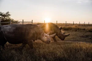 Rarer Than Diamonds: The World's Most Endangered Animal Species - image 8