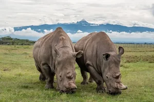 Rarer Than Diamonds: The World's Most Endangered Animal Species - image 3