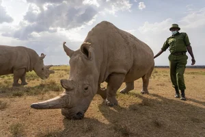 Rarer Than Diamonds: The World's Most Endangered Animal Species - image 7