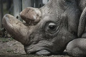 Rarer Than Diamonds: The World's Most Endangered Animal Species - image 5