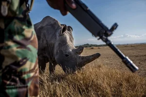 Rarer Than Diamonds: The World's Most Endangered Animal Species - image 9