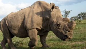 Rarer Than Diamonds: The World's Most Endangered Animal Species - image 6