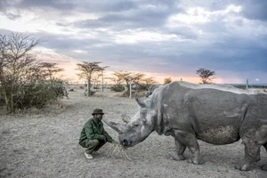 Rarer Than Diamonds: The World's Most Endangered Animal Species - image 2