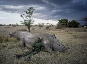 Rarer Than Diamonds: The World's Most Endangered Animal Species - image 1