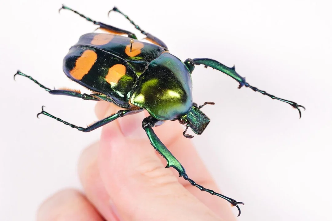 Close Up Look at the Most Beautiful Beetle Species in Vietnam