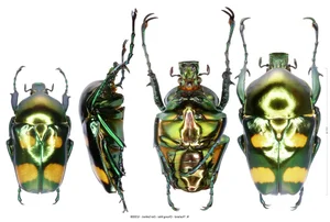 Close Up Look at the Most Beautiful Beetle Species in Vietnam - image 1