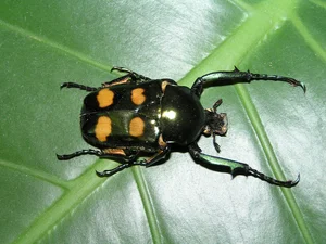 Close Up Look at the Most Beautiful Beetle Species in Vietnam - image 3