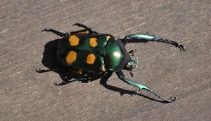 Close Up Look at the Most Beautiful Beetle Species in Vietnam - image 7
