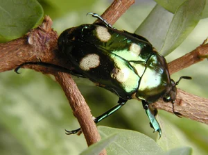 Close Up Look at the Most Beautiful Beetle Species in Vietnam - image 2