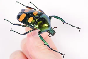 Close Up Look at the Most Beautiful Beetle Species in Vietnam - image 0