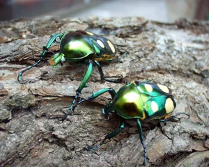 Close Up Look at the Most Beautiful Beetle Species in Vietnam - image 5
