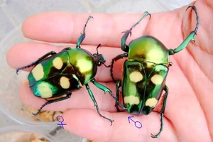 Close Up Look at the Most Beautiful Beetle Species in Vietnam - image 4
