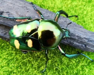 Close Up Look at the Most Beautiful Beetle Species in Vietnam - image 6