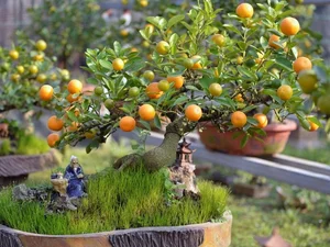 Smart Tet Gift Guide: How to Impress Your Parents-in-Law This Lunar New Year - image 7