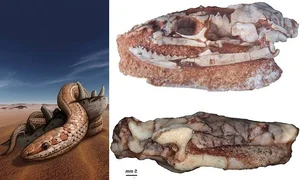 Scientific Breakthrough: Rare Fossilized Snake with Legs Stuns Experts - image 2