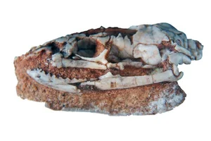 Scientific Breakthrough: Rare Fossilized Snake with Legs Stuns Experts - image 6