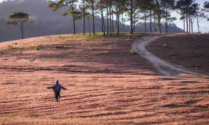 Magical Pink Grass Season in Da Lat: A Dreamy Autumn Destination - image 0