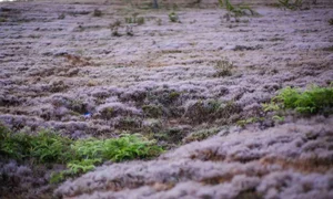 Magical Pink Grass Season in Da Lat: A Dreamy Autumn Destination - image 3