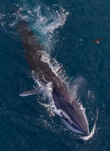 Spectacular Whale Sighting in Nha Trang Bay: A Viral Natural Wonder - image 1