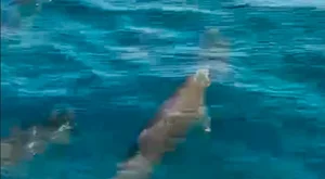 Spectacular Whale Sighting in Nha Trang Bay: A Viral Natural Wonder - image 4