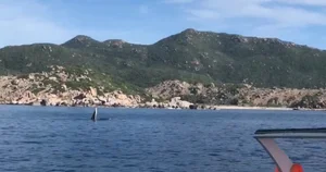Spectacular Whale Sighting in Nha Trang Bay: A Viral Natural Wonder - image 0
