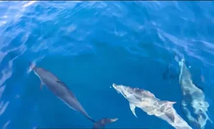 Fascinating Facts About Dolphins: Discovering the Secrets of Marine Life - image 0