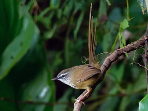 Exploring the Rare Lark Species of Vietnam: A Guide for Birdwatchers and Nature Lovers - image 4