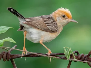 Exploring the Rare Lark Species of Vietnam: A Guide for Birdwatchers and Nature Lovers - image 7