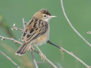 Exploring the Rare Lark Species of Vietnam: A Guide for Birdwatchers and Nature Lovers - image 5