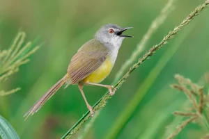 Exploring the Rare Lark Species of Vietnam: A Guide for Birdwatchers and Nature Lovers - image 3