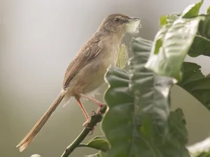Exploring the Rare Lark Species of Vietnam: A Guide for Birdwatchers and Nature Lovers - image 8