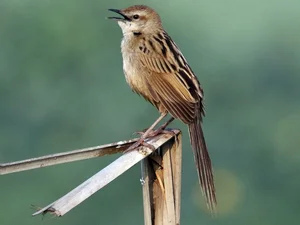Exploring the Rare Lark Species of Vietnam: A Guide for Birdwatchers and Nature Lovers - image 2
