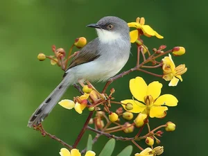 Exploring the Rare Lark Species of Vietnam: A Guide for Birdwatchers and Nature Lovers - image 6