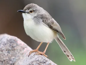 Exploring the Rare Lark Species of Vietnam: A Guide for Birdwatchers and Nature Lovers - image 0