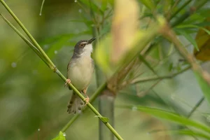 Exploring the Rare Lark Species of Vietnam: A Guide for Birdwatchers and Nature Lovers - image 1