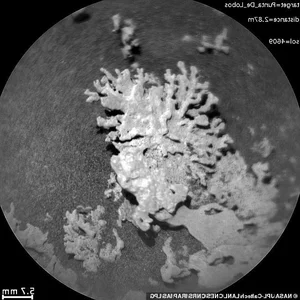 NASA's Curiosity Rover Discovers Bizarre Coral-Like Rock Formations on the Surface of Mars - image 3