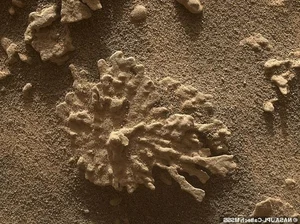 NASA's Curiosity Rover Discovers Bizarre Coral-Like Rock Formations on the Surface of Mars - image 5